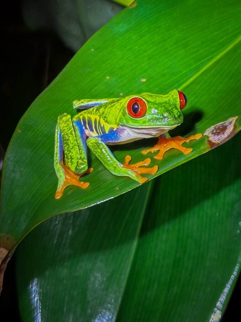 Red-eyed tree frog resting on a green leaf