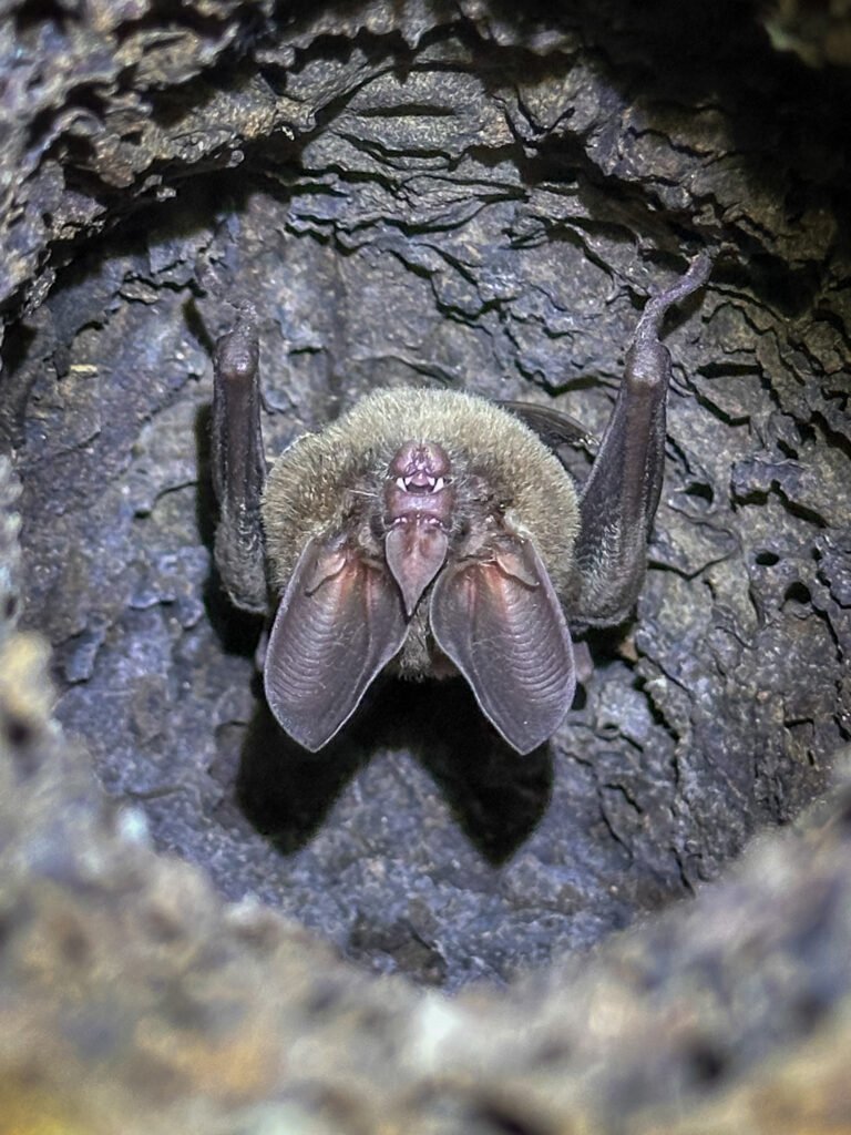 A small bat peeking out from a tree hole in the rainforest.